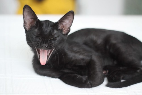 Morissa, gatita negra azabache súper guapa y activa, esterilizada, nacida en Marzo´21, en adopción. Valencia. ADOPTADA. 51261647522_a585e9ff56
