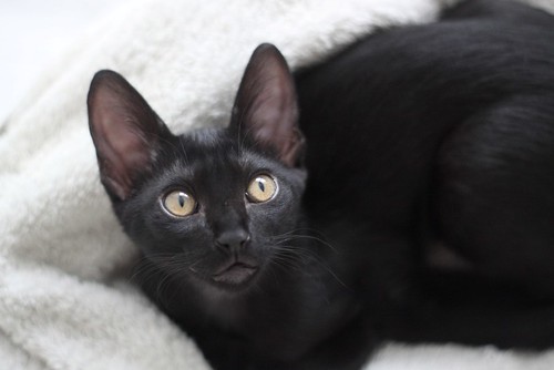 Morissa, gatita negra azabache súper guapa y activa, esterilizada, nacida en Marzo´21, en adopción. Valencia. ADOPTADA. 51261648062_d686e08e0b
