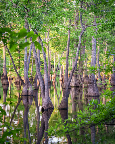 Apple Lake. Bayou DeView Water Trail and Dagmar WMA. Brinkley, Arkansas. 2021. by BradSimsPhoto, watertrail landscape 2021 nature water bayoudeview rural wildlifemanagementarea wetlands nikkor2470m