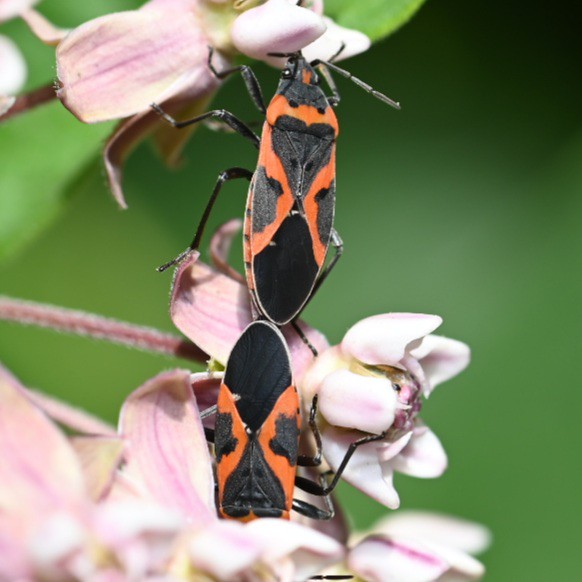 Mating pair of *Lygaeus kalmii* ssp. *angustomarginatus*, Eastern small milkweed bug, on *Ascelpias syriaca* in my garden, June 2021