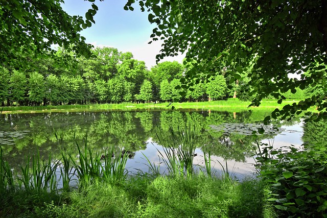The pond in the green park