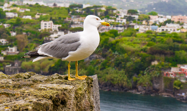 A seagull on the castle of Castello Aragonese in Ischia, Italy