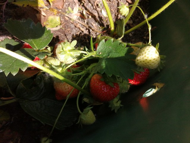 Erdbeer Pflanze in meinem Garten Hochbeet 🍓