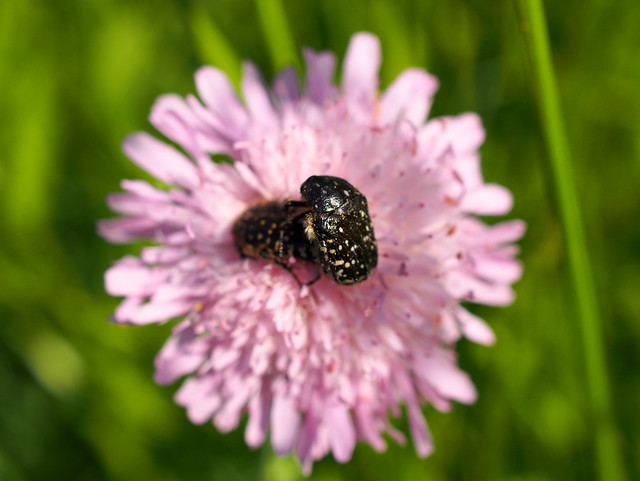 sokpettyes virágbogarak / White-spotted Rose Beetles