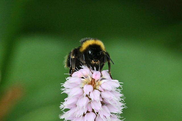 Buff-tailed bumblebee (Bombus terretris)