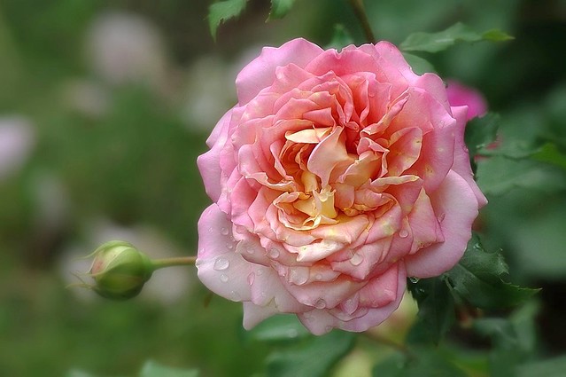 Rose du jardin -1-