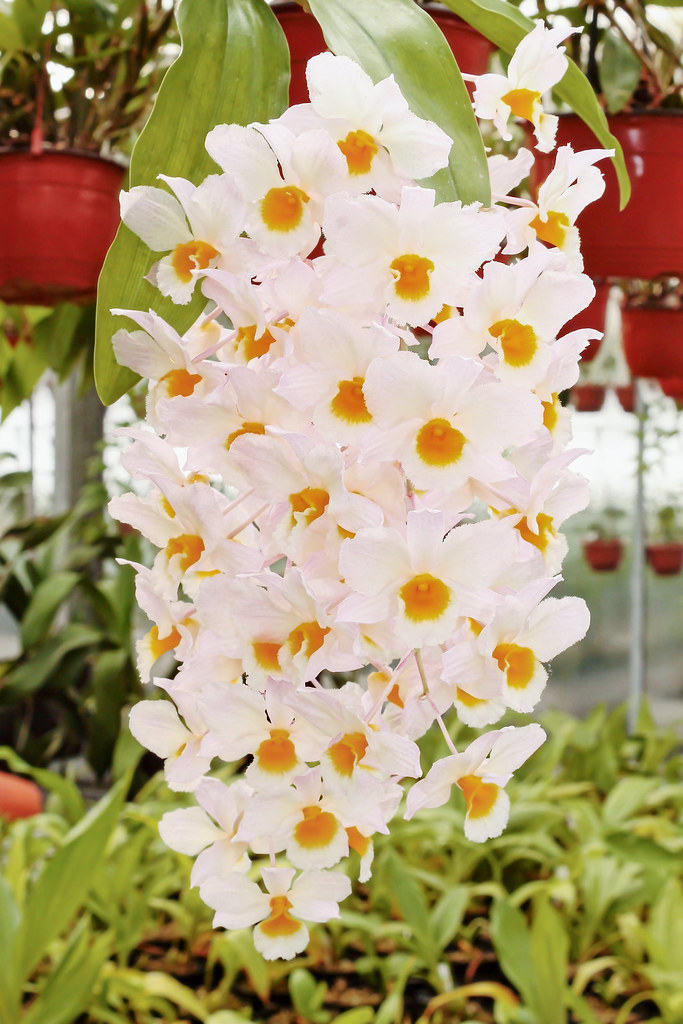 Dendrobium farmeri; Orchidaceae (1)