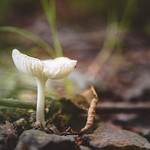 Midsummer mushroom. Dagmar Wilderness Area. Brinkely, Arkansas. 2021. 
