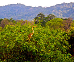 Snakebird in the Mangroves