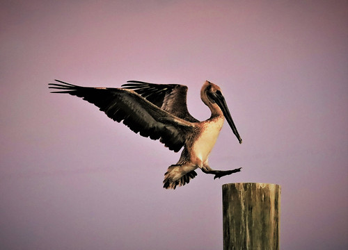 Dawn Landing by PelicanPete, SUNRISE - Islamorada, Florida U.S.A. 
Wahoo's Bar & Grill  - Restaurant & Marina
Spring 2021