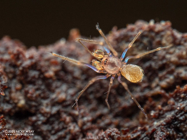 Long-legged cave spider (Telemofila fabata) - P6050233