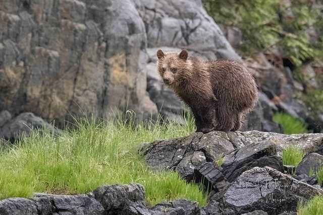 Grizzly Bear Cub (Ursus arctos horribilis)  Knight Inlet, BC
