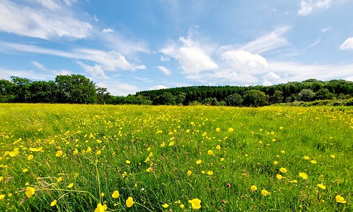 Near Bewl Water, East Sussex, England, 11.06.21 A flowering meadow in June