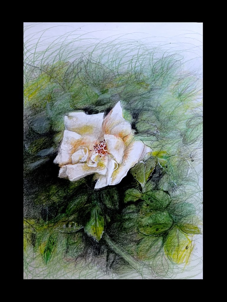 Rose Sketch | Colour Pencil Flower Graphic by Moonlight isle · Creative  Fabrica