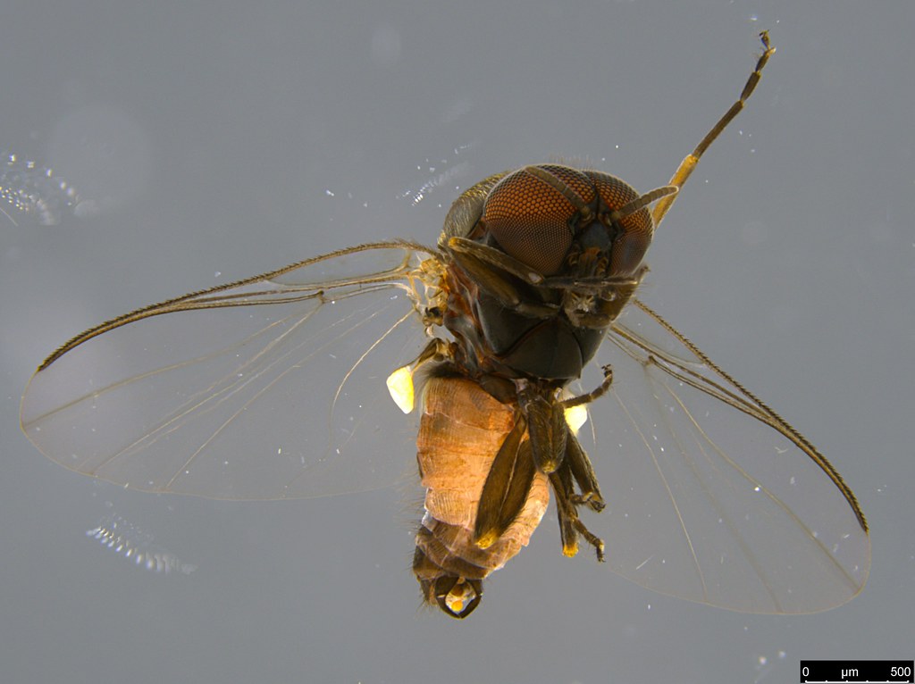 7b - Simuliidae sp.
