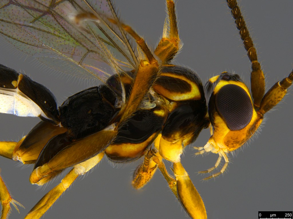 15b - Ichneumonidae sp.