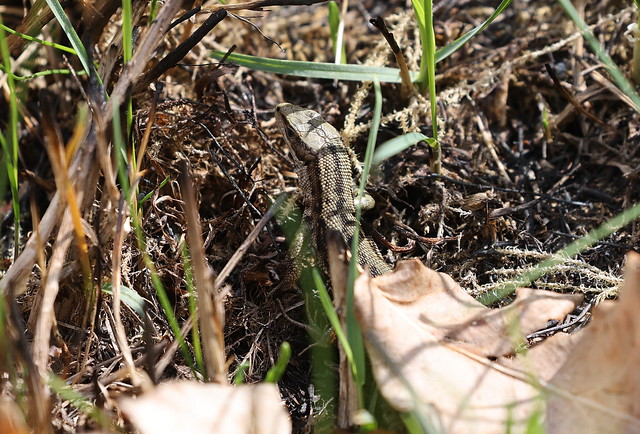 Skovfirben (Viviparous Lizard / Zootoca vivipara)