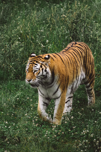 Kolmården - Tiger