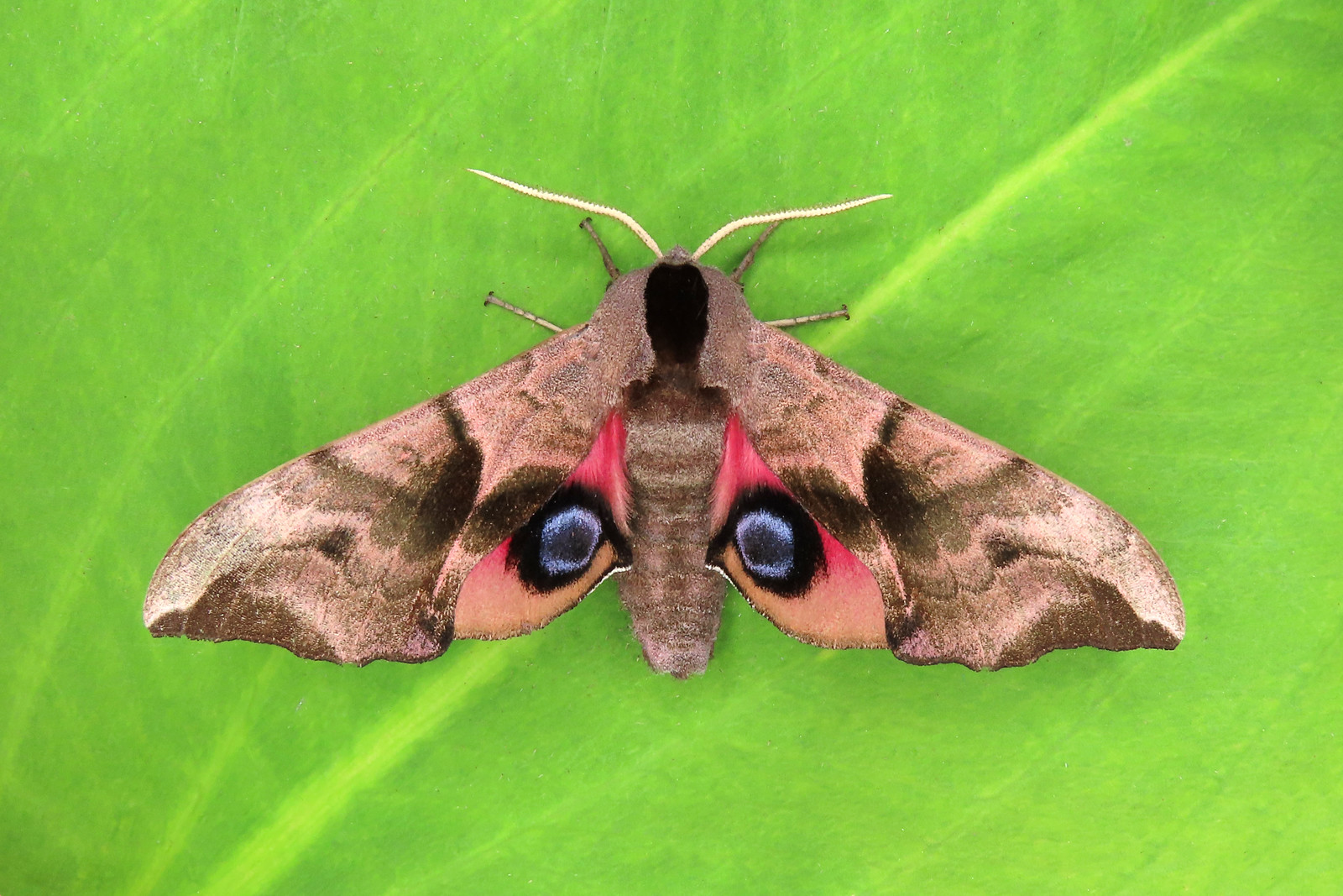 69.002 Eyed Hawk-moth - Smerinthus ocellata