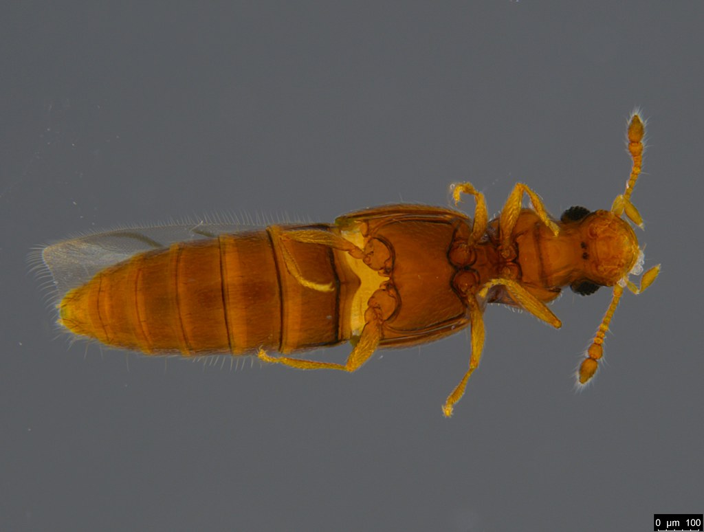 8b - Staphylinidae sp.