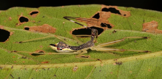 Assassin Bug Nymph (Epidaus famulus, Harpactorinae, Reduviidae)
