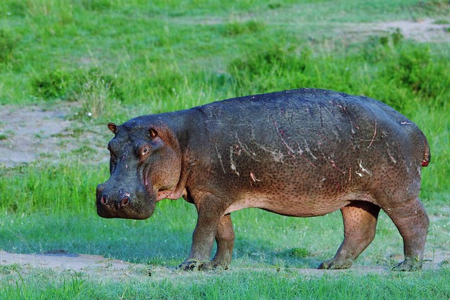 Hippo Out Of Water  (Hippopotamus amphibius)