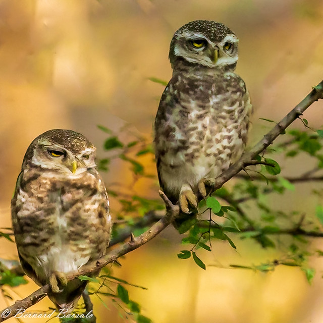 Chevêche brame - Spotted Owlet - Athene brama