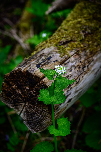 Flower and Log