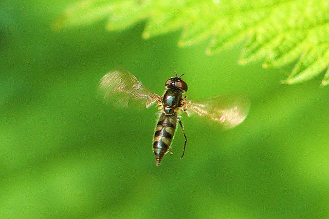 Twist -tailed Hoverfly