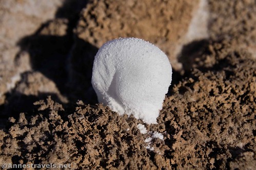 A salt bubble.  They're the strangest-looking things!  Badwater Salt Flats, Death Valley National Park, California