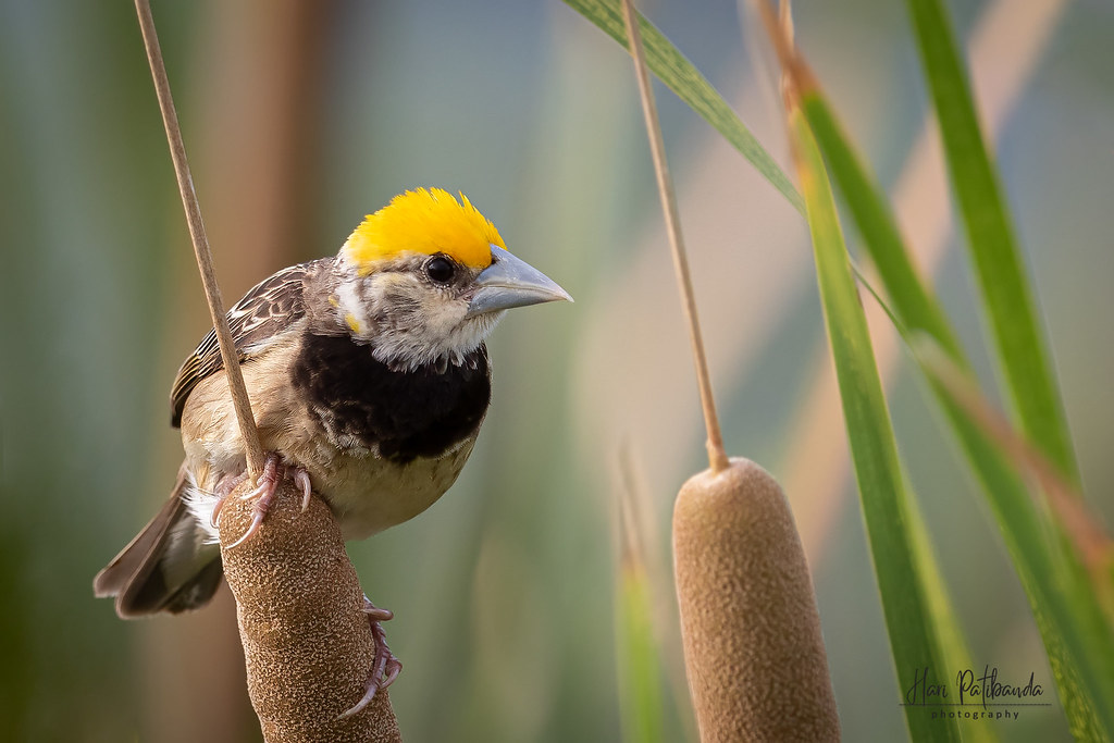 A Wary Black Breasted Weaver