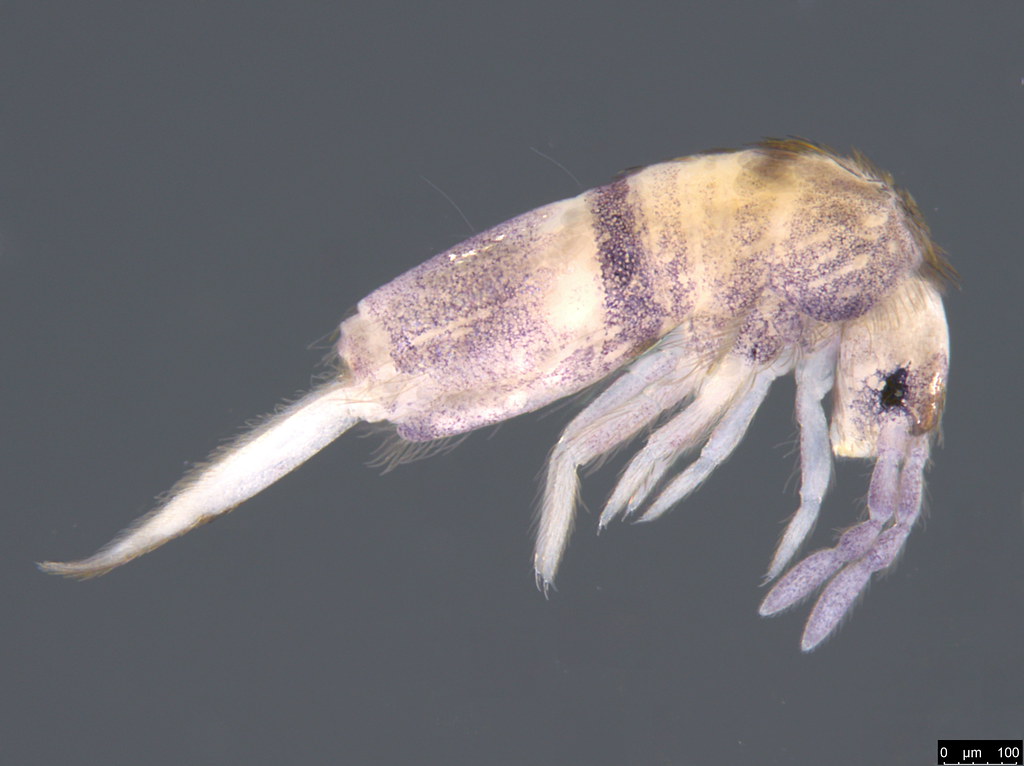 6a - Entomobryidae sp.