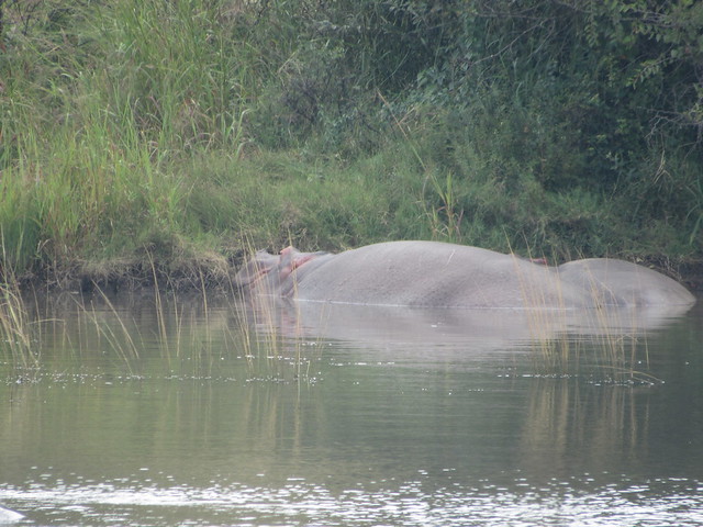 Hippos on the River Bank