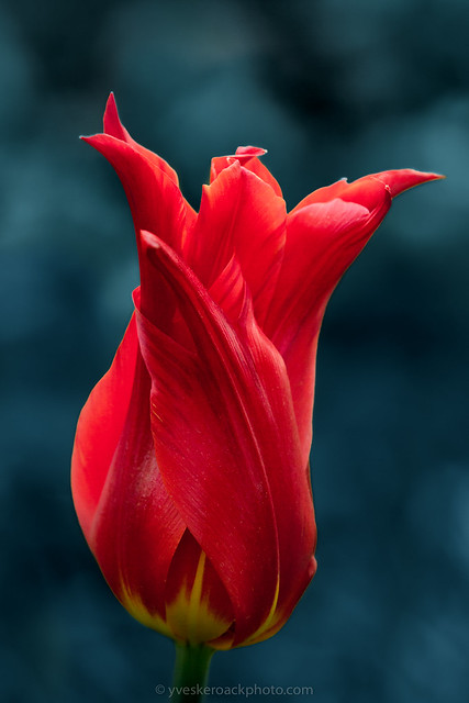 Tulipe, Jardin botanique de Montréal, 2021-05-16