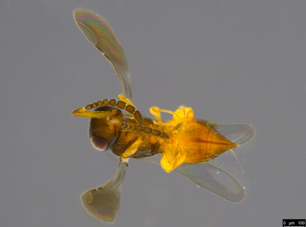 21b - Hymenoptera sp.