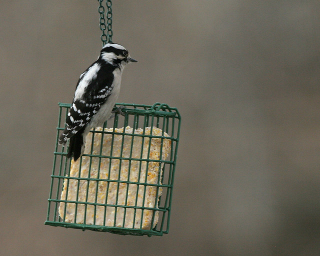 Downy Woodpecker (F) 6295