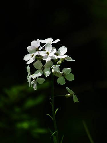 Dark Hollow Park 08 by Adam Cooperstein, <a href="https://www.visitbuckscounty.com/listing/dark-hollow-park/424/" rel="noreferrer nofollow">w