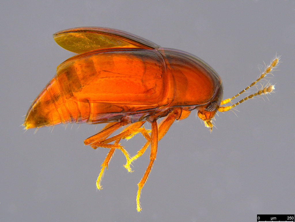 19b - Coleoptera sp.