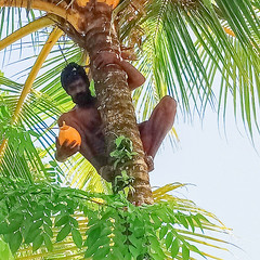 Getting a coconut