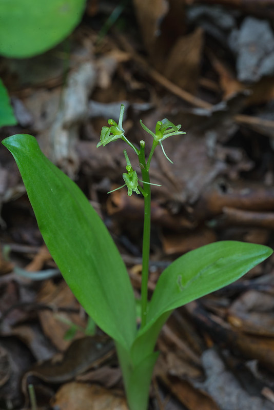 Loesel's Twayblade orchid