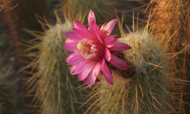 Цветок кактуса Cactus flower