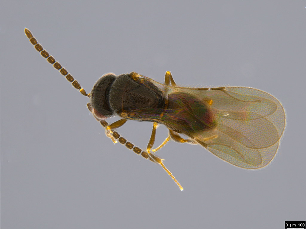 20a - Hymenoptera sp.