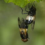 hoverflies (Volucella pellucens)