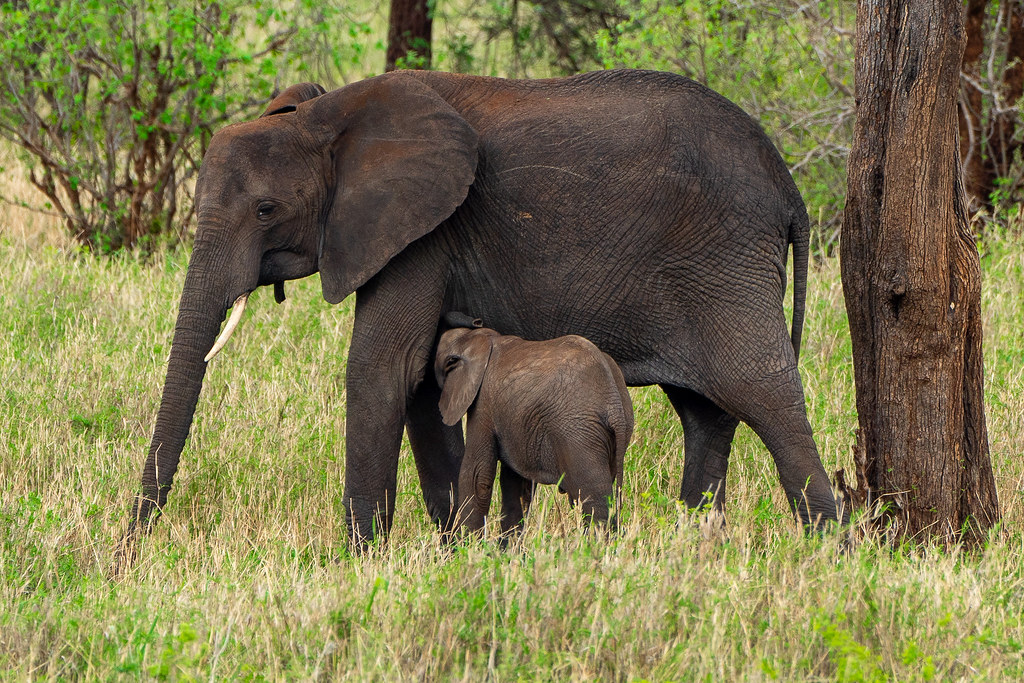 Elephant Mother’s love