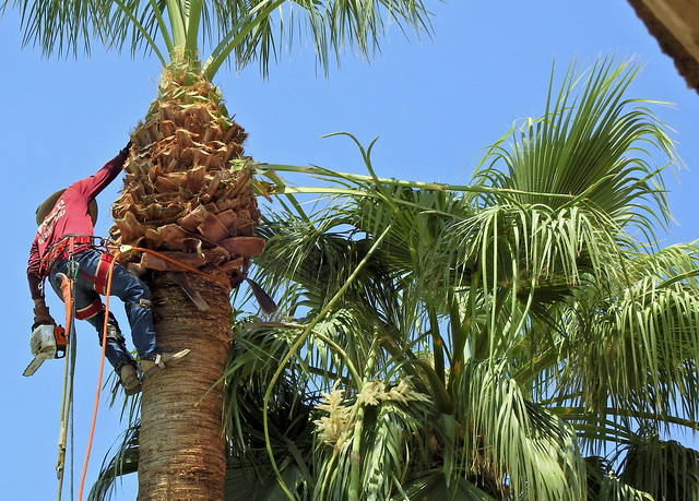 Palm Pruner