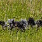 Skunk Family Skunk Family - Not the best shot , but they were weaving through some high grass and this is the best I could get. I snapped this when one of them peeked back at me.  There was a mother and 4 young ones. 