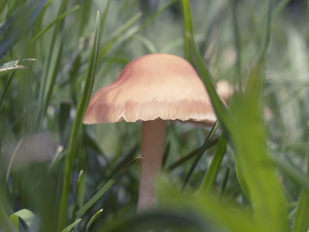 Kleiner Pilz im Rasen - Small mushroom in the lawn