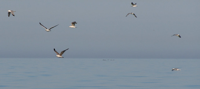 Lake Gulls at Point Petre