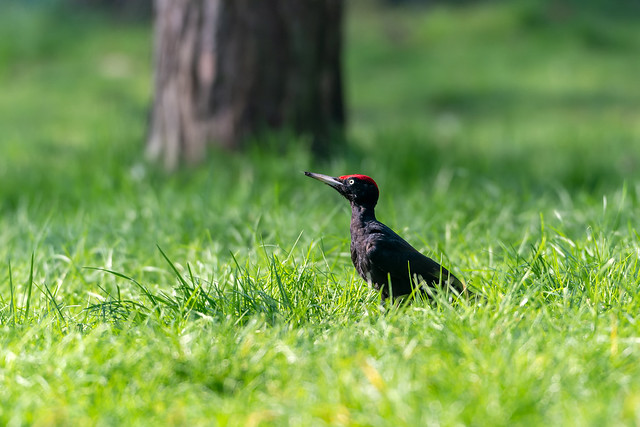 Pic noir / Black Woodpecker