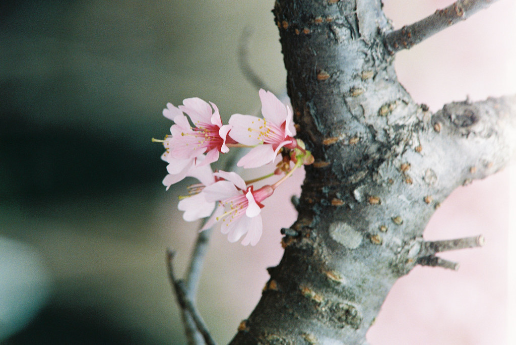 Analog Cherry Blossom V